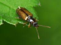 Attēlu rezultāti vaicājumam “Orsodacne cerasi”