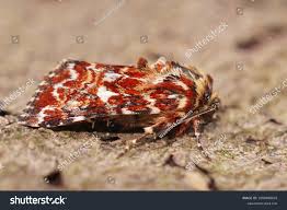 Attēlu rezultāti vaicājumam “Anarta myrtilli larva”