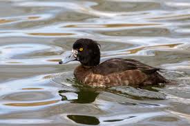 Attēlu rezultāti vaicājumam “Aythya fuligula female”