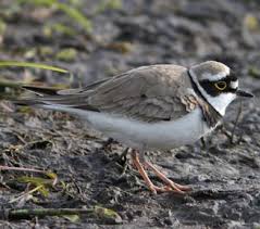Attēlu rezultāti vaicājumam “Charadrius dubius”