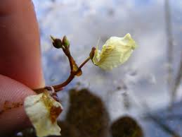 Attēlu rezultāti vaicājumam “Utricularia minor bud”