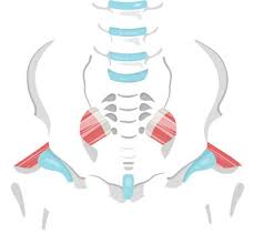 Attēlu rezultāti vaicājumam “Cribraria piriformis young”