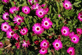 Image result for Mesembryanthemum criniflorum