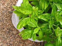 Attēlu rezultāti vaicājumam “Ocimum basilicum leaf”