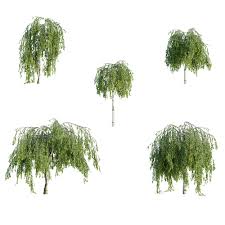 Attēlu rezultāti vaicājumam “Betula pendula Youngii”