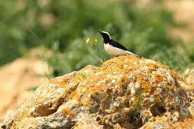 Image result for Oenanthe pleschanka