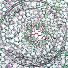 Attēlu rezultāti vaicājumam “Ranunculus acris”