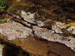 Attēlu rezultāti vaicājumam “Ceriporia excelsa”