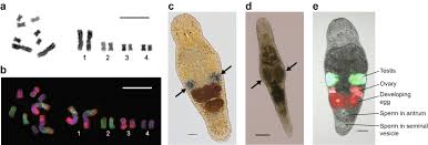 Attēlu rezultāti vaicājumam “Diderma umbilicatum macro”