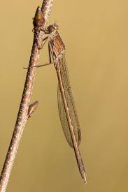 Attēlu rezultāti vaicājumam “Sympecma paedisca”