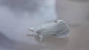 Attēlu rezultāti vaicājumam “Euproctis similis”