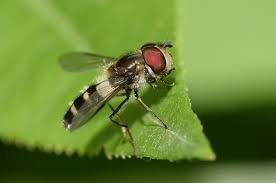 Attēlu rezultāti vaicājumam “Leucozona lucorum”