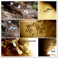 Attēlu rezultāti vaicājumam “Didymium nigripes”