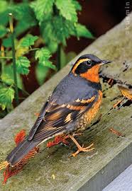 Image result for Ixoreus naevius