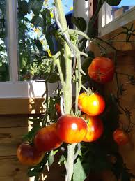 Afbeeldingsresultaat voor oranje van goeienbier tomato