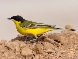 Attēlu rezultāti vaicājumam “Badhamia flavoglauca sessile”