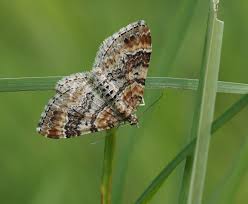 Attēlu rezultāti vaicājumam “Xanthorhoe spadicearia”