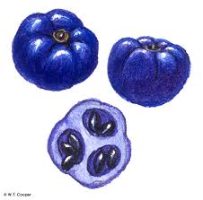 Attēlu rezultāti vaicājumam “Sesleria caerulea fruit”