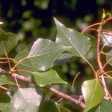 Attēlu rezultāti vaicājumam “Populus nigra Italica”