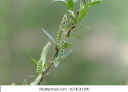 Attēlu rezultāti vaicājumam “Salix triandra male flower”