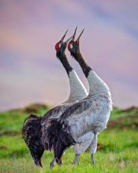 Attēlu rezultāti vaicājumam “Gruiformes”