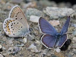 Attēlu rezultāti vaicājumam “Plebejus idas underside”
