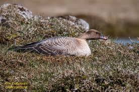 Attēlu rezultāti vaicājumam “Anser brachyrhynchus adult”