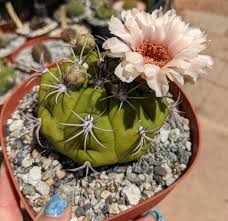 Image result for Gymnocalycium