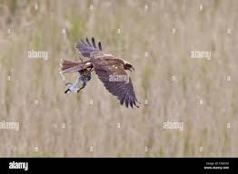 Attēlu rezultāti vaicājumam “Circus aeruginosus adult”