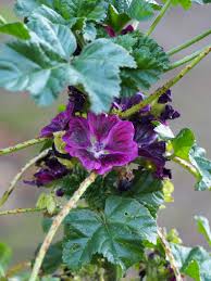 Image result for Malva sylvestris var. mauritiana