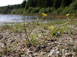 Attēlu rezultāti vaicājumam “Ranunculus flammula”