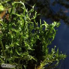 Attēlu rezultāti vaicājumam “Fontinalis antipyretica”