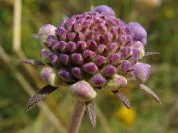 Image result for Scabiosa canescens