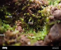 Attēlu rezultāti vaicājumam “Jungermannia sphaerocarpa”