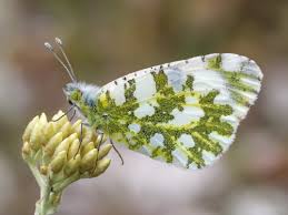 Attēlu rezultāti vaicājumam “Anthocharis cardamines underside”