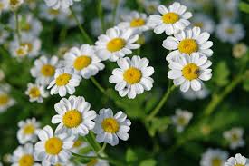 Image result for Tanacetum parthenium 'Tetraweiss'