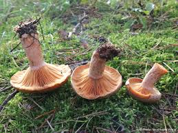 Attēlu rezultāti vaicājumam “Lactarius deliciosus”