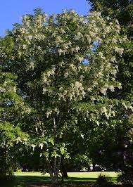 Attēlu rezultāti vaicājumam “Cladrastis kentukea”