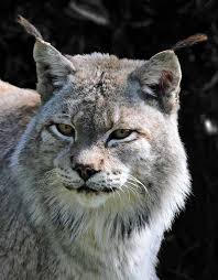 Afbeeldingsresultaat voor lynx
