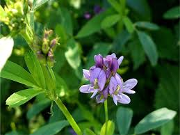 Attēlu rezultāti vaicājumam “Medicago sativa subsp. sativa”