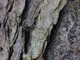 Attēlu rezultāti vaicājumam “Chaenotheca ferruginea”