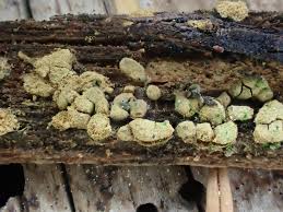 Attēlu rezultāti vaicājumam “Reticularia jurana spores”