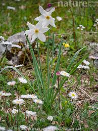 Attēlu rezultāti vaicājumam “Narcissus poeticus”