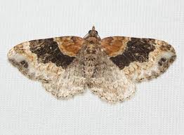 Attēlu rezultāti vaicājumam “Xanthorhoe ferrugata”