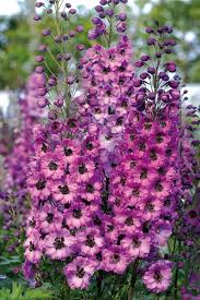 Attēlu rezultāti vaicājumam “Delphinium elatum”