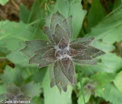 Attēlu rezultāti vaicājumam “Ajuga genevensis leaf”
