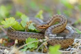 Attēlu rezultāti vaicājumam “Coronella austriaca adult”