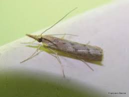 Attēlu rezultāti vaicājumam “Pediasia fascelinella”