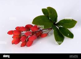 Attēlu rezultāti vaicājumam “Berberidaceae”