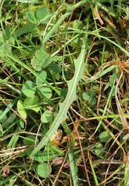 Attēlu rezultāti vaicājumam “Leontodon autumnalis  leaf”